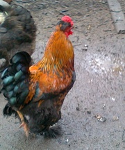 продам петуха