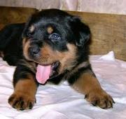 продам щенков ротвейлера