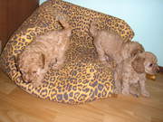 продам щенков пуделя