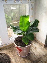 Банан плодоносный (Киевский карлик)