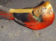 ФАЗАНЫ ЗОЛОТИСТЫЕ ПАРА