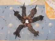 Щеночки карликовой таксы