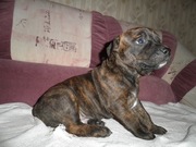 Продам щенка американского стаффордширского терьера