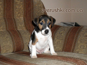 фокстерьер щенок