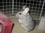 Продажа шиншилл:  стандарт и цветные окрасы