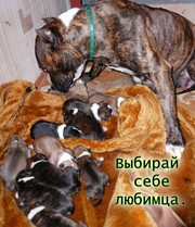 Продаю щенков ам. стафа г.Кривой рог