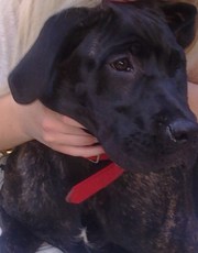 ПРОДАМ КАНЭ-КОРСО !!!