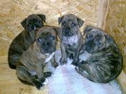 Срочно классные щенки питбули: 3 - сучки и и 1 - кобель.  2-х месячные