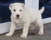 Продам белоснежного щенка среднеазиатской овчарки (САО,  алабай)