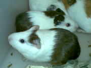 Продаю морских свинок (оптом/розница),  недорого