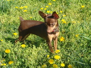 Девочка той-терьер