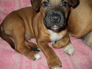 стаф щенок мальчик 2, 5м.