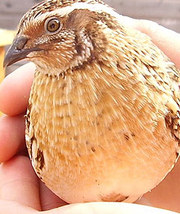 перепела для бизнеса и здоровья