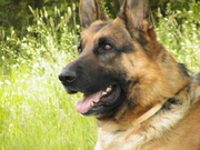 щенок немецкой овчарки продаю