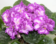 Фиалки сортовые по лучшей цене