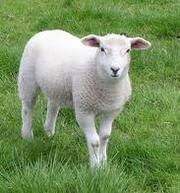 овцы порода 