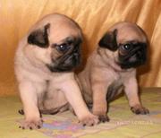 Продам щенков Мопса с Родословной