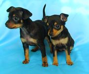 Русский той.  Документы КСУ