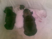 Продам: щенки французского бульдога