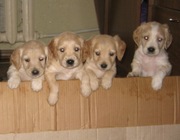 продаю цуценят