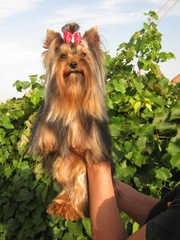 породистые щенки йоркширского терьера