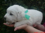 Продам щенков Словацкого чувача