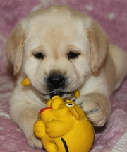 Шикарные щенки лабрадора - все 3 масти 