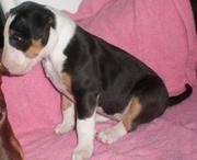 щенка стандартного бультерьера