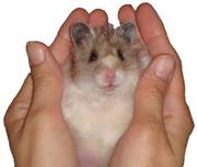 продам хомячков сирийских джунгарских по 10 грн. разные расцветки!