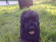 ЩЕНКИ РУССКОГО ЧЕРНОГО ТЕРЬЕРА