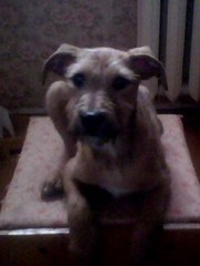 Срочно отдам