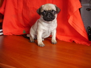 продам щенков мопса от титулованых производителей