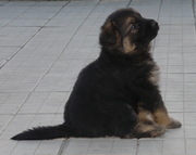 Продам щенков