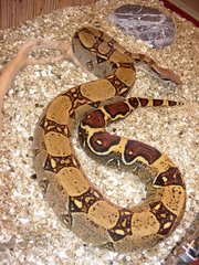 Императорский удав (Boa Сonstrictor). 