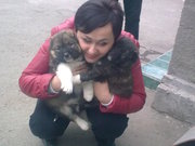 ПРОДАМ  ЩЕНКОВ - КАВКАЗЦЫ   2-3 МЕСЕЦА (НЕДОРОГО) ОКРАС ТЕМНЫЙ ЖДЕМ!!!