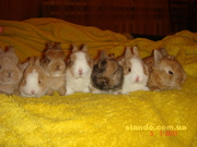 Декоративные кролики