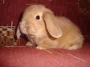 кроликов карликового барана