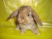 крольчат карликового барана