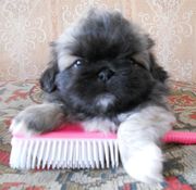 продаются изумительные щенки пекинеса