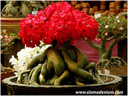 Адениум или Роза пустыни