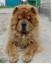 Продаються очаровательные щенки чау-чау