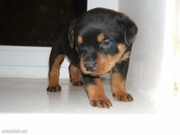 Прекрасный щенок