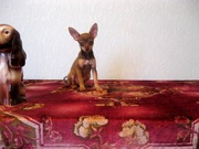 щенки русского той-терьера