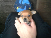 Продам щенка