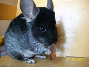 Шиншиллы ЧБ и гетеробеж