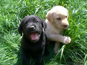  Щенки Лабрадор-Ретривер.
