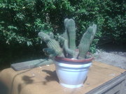 Продам композицию из кактусов