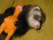 Продам щенков декоративного хорька (фретки)