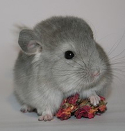 Разведение шиншилл