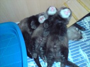 декоративные хорьки ( фретки).